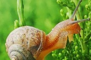 蜗牛手机卡（一卡在手，畅游无限）